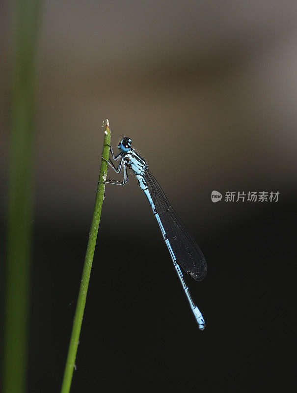 天蓝色(Coenagrion puella)雄性